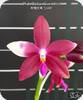 Phal. Miki Rose Vincent 1688